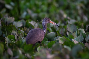Limpkin in wetland environment,Pantanal Forest, Mato Grosso, Brazil.