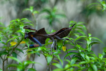 Several types of mantis on the island of Borneo