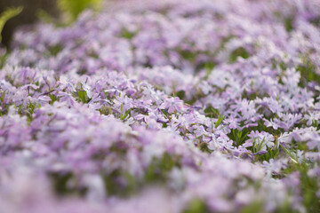 Phlox subulate in the spring garden