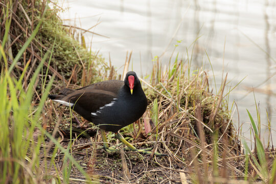 Swamp chicken walking close to the water in a lake close up looking to camera. 