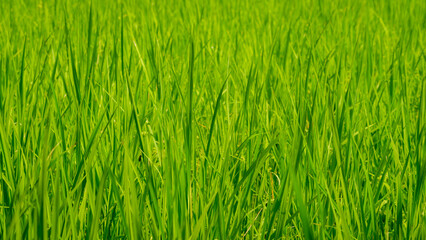 Texture of green grass background.Rice on field. Green leaves.