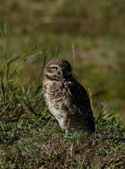 owl standing in the field