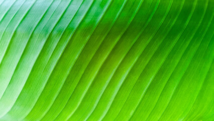 Close shot of green banana leaf texture background