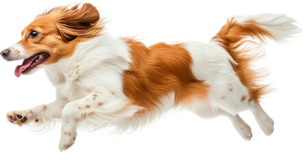 Brown and White Dog Jumping in the Air