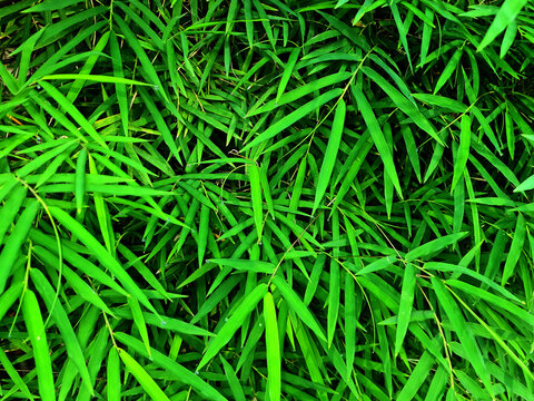 close up of yellow bamboo leaves or Bambusa vulgaris, natural background. fresh green tropical leaves.