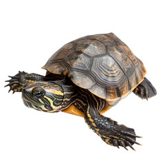 Obraz premium Turtle Sitting on White Surface