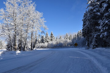 A Snowy Forest After the Storm, Sainte-Apolline, Québec, Canada