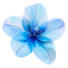 Vibrant Blue Flower With Delicate Petals