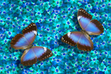 bright colorful blue morpho butterflies on delicate violet flowers. colorful summer background