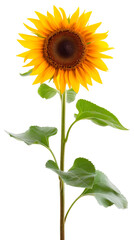 Fototapeta premium A Single Sunflower With Green Leaves