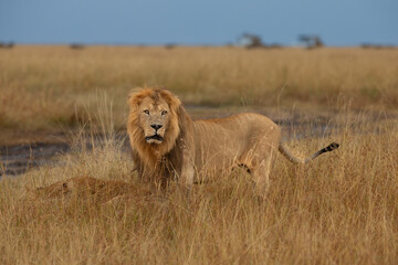Big lion lying on savannah grass. Landscape with characteristic trees on the plain and hills in the background
