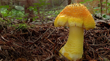 Amanita flavoconia