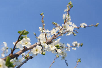 Obraz premium Plum tree branch in bloom in the spring garden