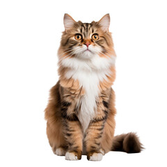 Obraz premium Portrait of a maine coon cat , sitting, isolated on white background