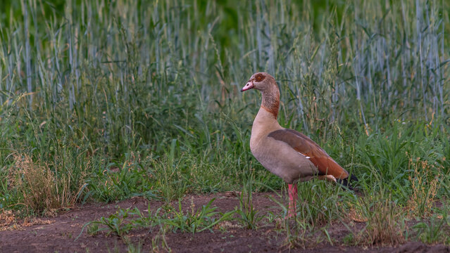 Nilgans