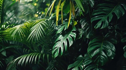 Nature leaves, green tropical forest