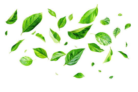 Flying whirl green leaves in the air, Healthy products by organic natural ingredients concept PNG