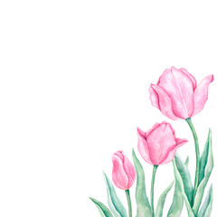 Pink watercolor tulips. Corner delicate floral composition for postcard, cover, textile. Hand drawn on a white background.