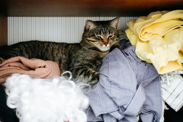 the cat sleeps in the closet among things. High quality photo
