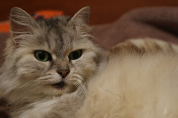 portrait of a cat