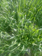 green grass in the wind