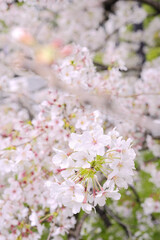 桜の花