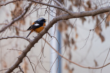daurian redstart is on a branch