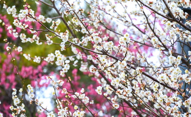 梅の花