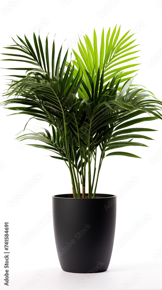 Canvas Prints Palm plant displayed in a ceramic black pot. Potted exotic house plants on white shelf against white wall. Home garden . Isolated on white background.