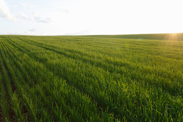 Fototapeta na wymiar Young wheat field in early spring