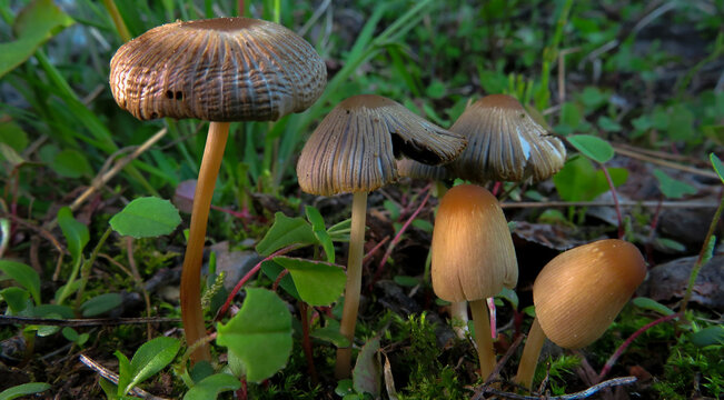 Parasola auricoma, Coprinus auricoma