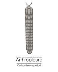 Arthropleura, the largest-known invertebrate, millipede arthropod, extinct creature from the Carboniferous Period, Colorful illustration on a white background