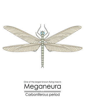 Meganeura, one of the largest known flying insects, creature from the Carboniferous Period. Colorful illustration on a white background