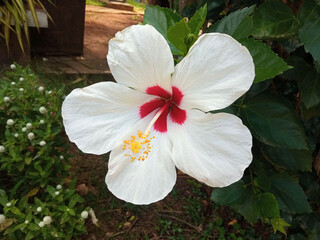 Closeup, white hibiscus flower blooming on tree blurred green leaf background for stock photo, spring summer flower