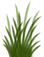 The grass is a lush green bush.