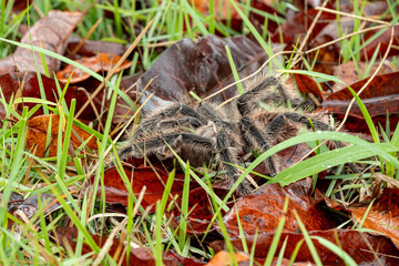 Naklejka na ściany i meble The Brazilian Tarantula or Theraphosidae photographed on a farm in North Eastern Brazil