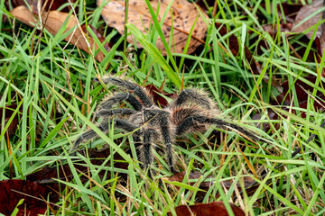 The Brazilian Tarantula or Theraphosidae photographed on a farm in North Eastern Brazil