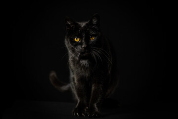black cat with yellow-golden eyes looking towards the camera in front of a black background - front...