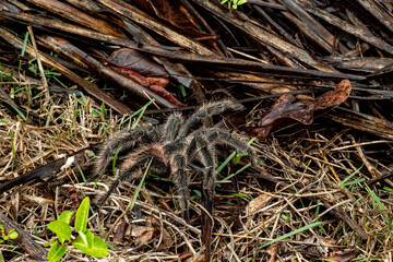 The Brazilian Tarantula or Theraphosidae photographed on a farm in North Eastern Brazil