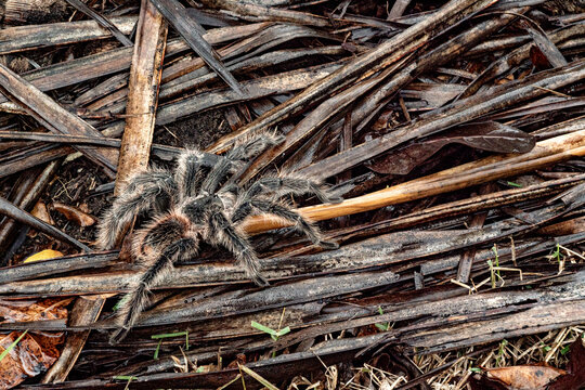 The Brazilian Tarantula or Theraphosidae photographed on a farm in North Eastern Brazil