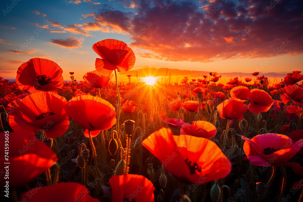 Wall mural Poppy field at sunset. A poppy field in bloom