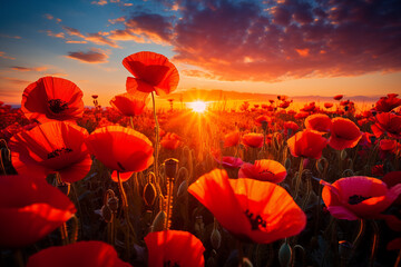 Poppy field at sunset. A poppy field in bloom
