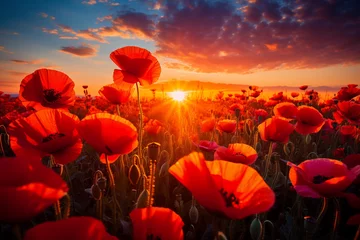Poster Poppy field at sunset. A poppy field in bloom © Pakhnyushchyy