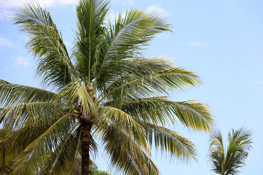 lush coconut trees against a blue sky background
