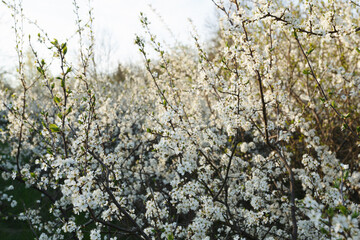 Flowering shrubs of blackthorn (Prunus spinosa) on a sunny spring day - obrazy, fototapety, plakaty