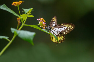 Beautiful colorful Ideopsis butterfly on plant.