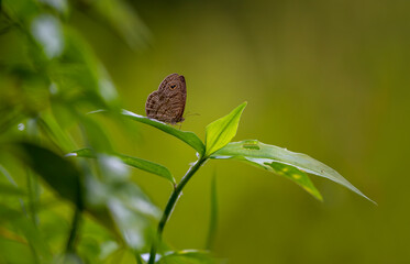 Common five-ring butterfly on plant.