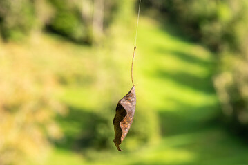 A dry leaf hanging on the air by a thread of a spider web