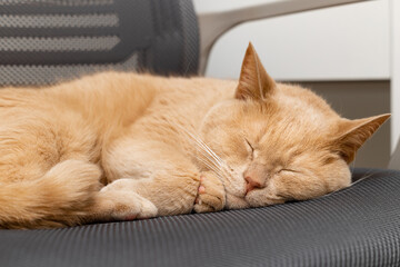 domestic cat lies on an office chair.