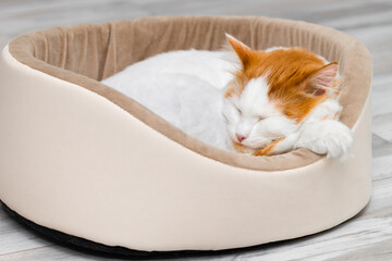 domestic cat sleeps in a bed in a funny pose